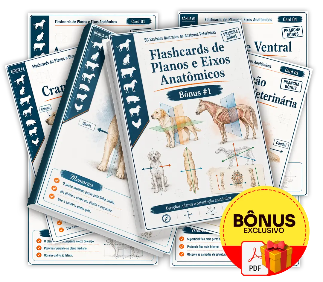 Bônus 1 — Flashcards de Planos e Eixos Anatômicos