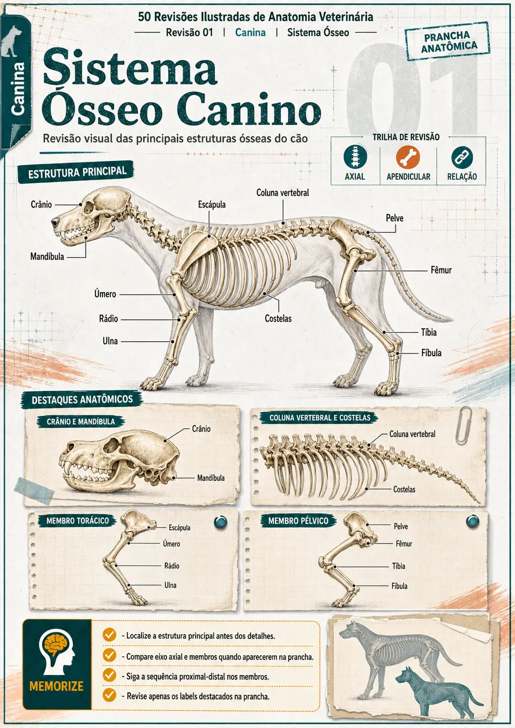 Prévia de revisão ilustrada do sistema ósseo canino