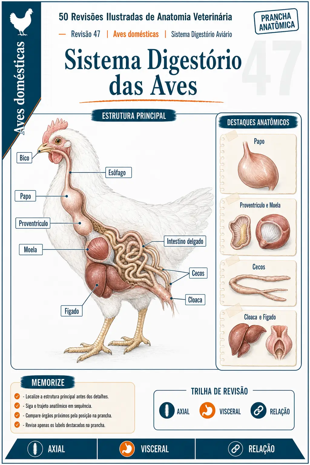 Prévia de revisão ilustrada do sistema digestório das aves