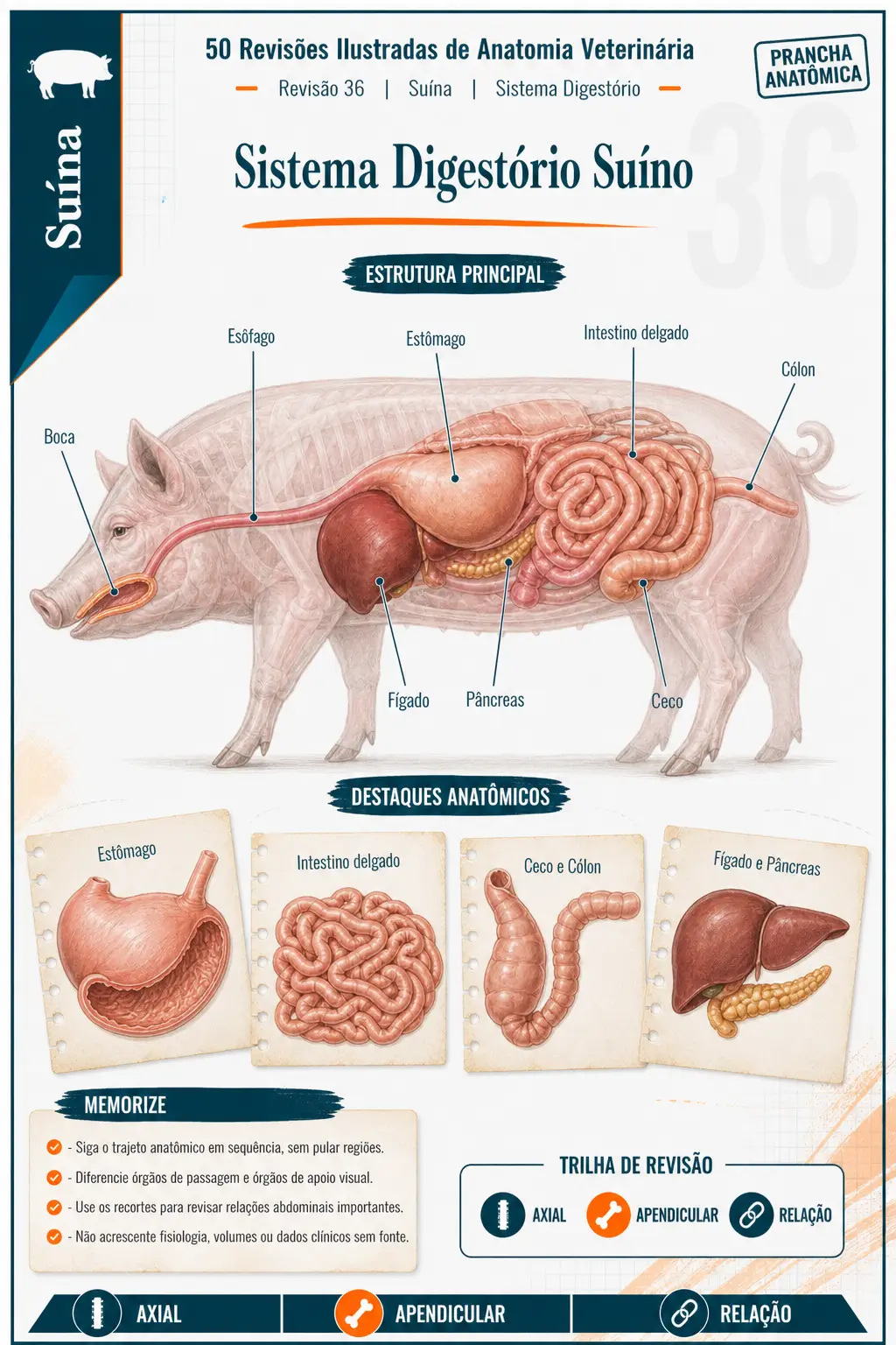 Prévia de revisão ilustrada do sistema digestório suíno
